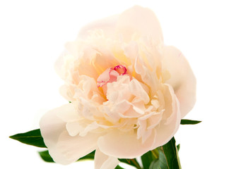 Peony