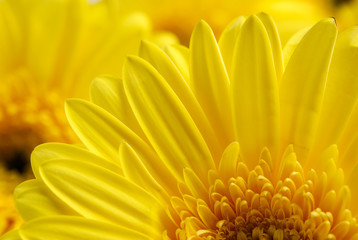 Fototapeta premium Bright beautiful background of yellow flowers