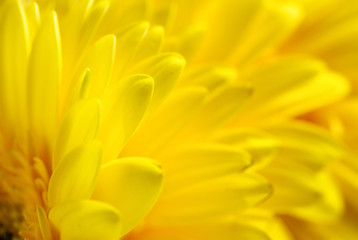 Bright beautiful background of yellow flowers