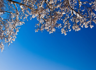 winter snow branches of tree on a blue sky background