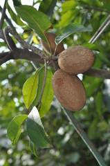 Fresh Sapodilla