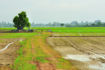 Rice field with Thai style shelter