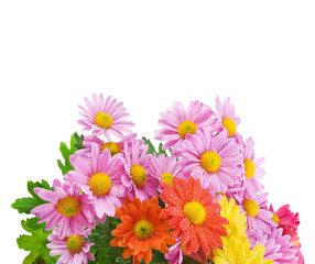 chrysanthemum