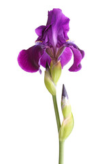 Stängel mit tiefvioletter Irisblüte isoliert auf weiß