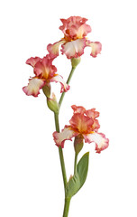 Fototapeta na wymiar Stem of burgundy iris flowers isolated on white