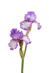 Stiel von lila Irisblüten isoliert auf weiß