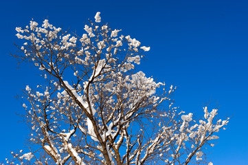 winter snow branches of tree on a blue sky background