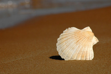 Seashell on sand