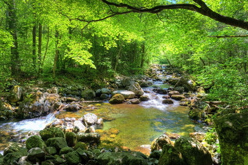 fall forest stream Smolny in russian primorye reserve