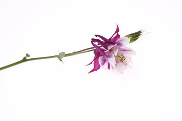 Purple and white Columbine flower on white background