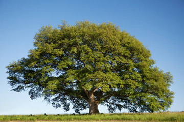 ein alter baum