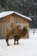 winter camel