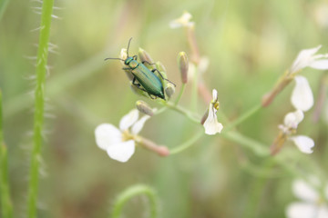 insect vert