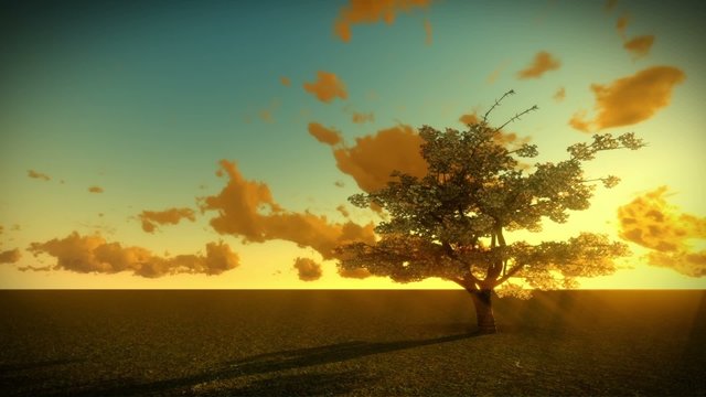 Cherry Tree and Sunrise Time Lapse