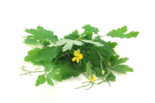 Sch&ouml;llkraut