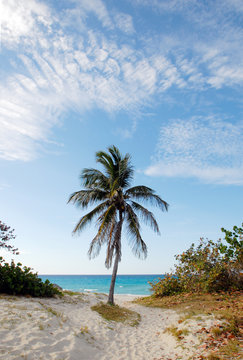 Palm on the beach