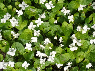 white viola odorata