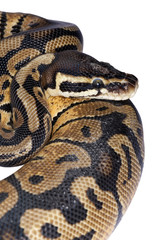 Fototapeta premium kulkowy pyton