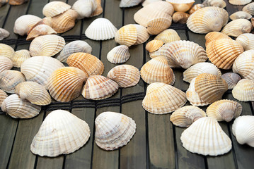 Seashells