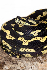 serpente giallo e nero