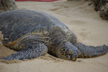 Obraz premium Hawaiian Honu/Sea Turtle