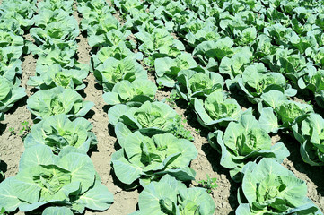 Kapusta © Przemysław.S