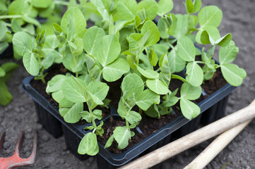 Garden Pea Plants