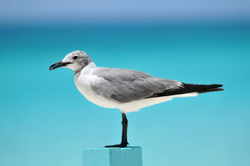 Seagull on a wooden post