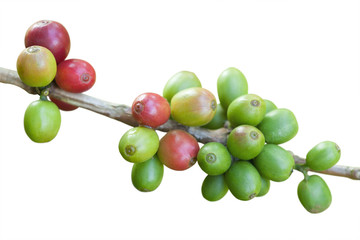 Coffee beans isolated on white