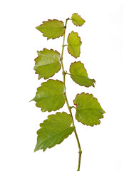 Branch isolated on white