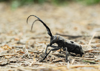 Morimus funereus