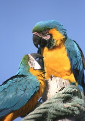 Loros mirándose