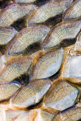 Fish scales background © Czintos Ödön