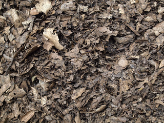 Leaf compost mulch for background