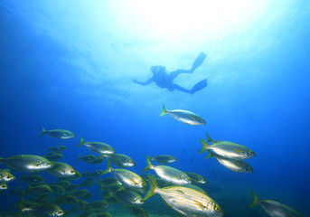 branco salpe mediterraneo