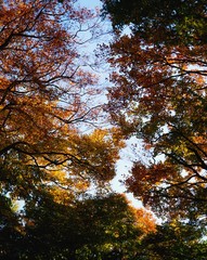 Beech Trees In Marley Park, Dublin, Ireland