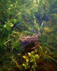 Natterjack Toad, Castlegregory, Co Kerry, Ireland