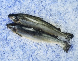 Ireland, Food, Fish, Fresh Salmon