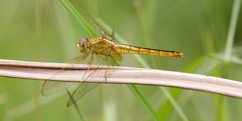 Libelle