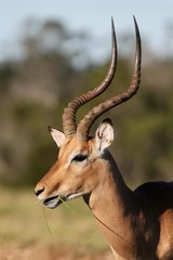 Impala Antelope  Portrait