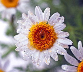 Daisy