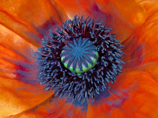 Türkenmohn - Papaver orientale