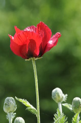 Obraz premium Ziermohn