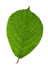 Green leaf