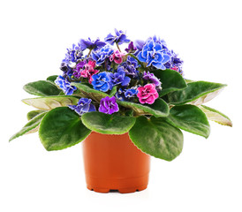 Blossoming violets
