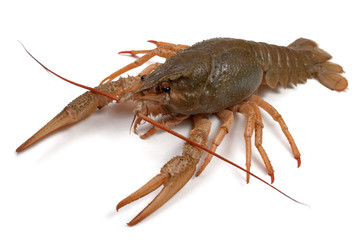 Crayfish on a white background.
