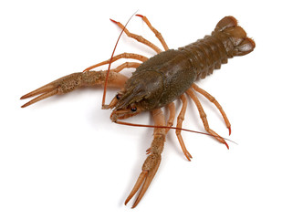 Crayfish on a white background.