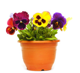 beautiful violet flower in pot isolated on white background