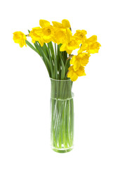 daffodils