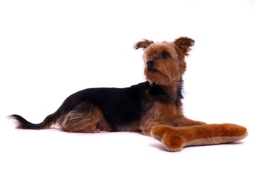 liegender Hund Yorkshire Terrier mit Knochen